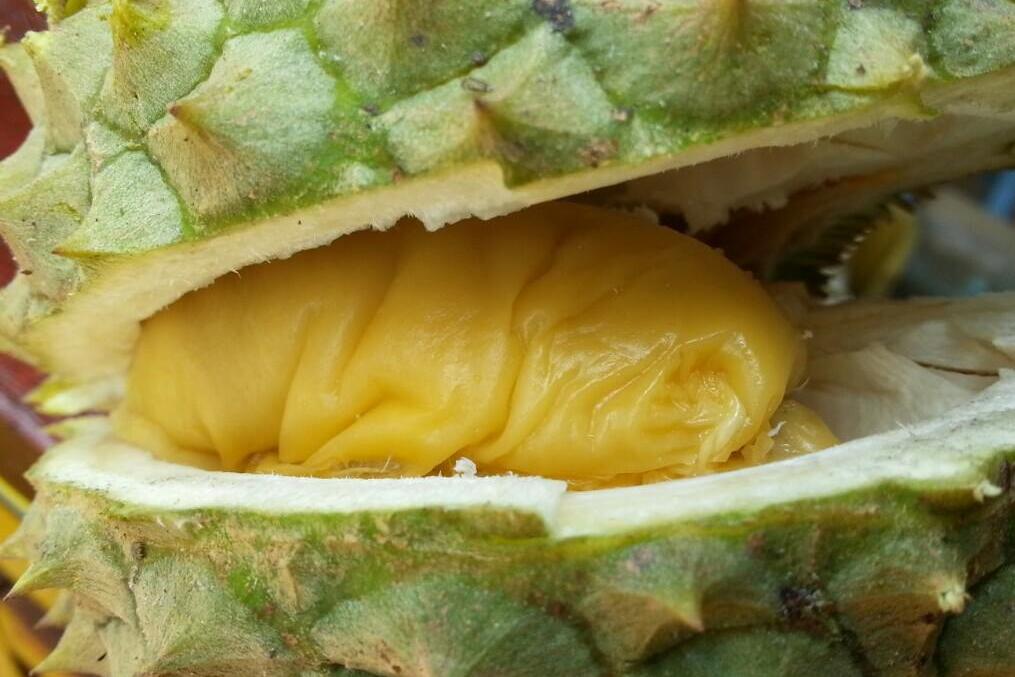 Raub Durian Orchard
